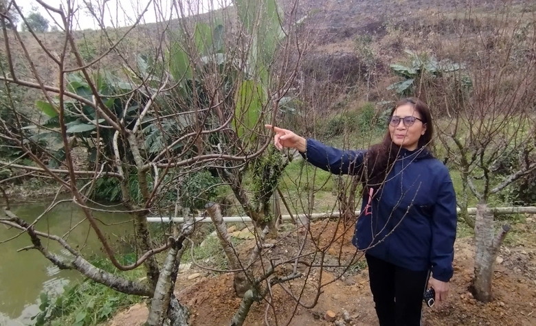 Xót xa những vườn đào khô ở Yên Bái trước dịp Tết- Ảnh 17. Xót xa những vườn đào khô ở Yên Bái trước dịp Tết- Ảnh 17.