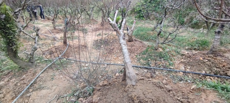 Xót xa những vườn đào khô ở Yên Bái trước dịp Tết- Ảnh 14. Xót xa những vườn đào khô ở Yên Bái trước dịp Tết- Ảnh 14.