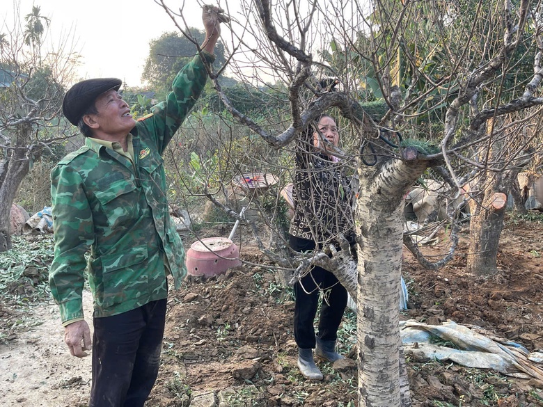 Xót xa những vườn đào khô ở Yên Bái trước dịp Tết- Ảnh 11. Xót xa những vườn đào khô ở Yên Bái trước dịp Tết- Ảnh 11.