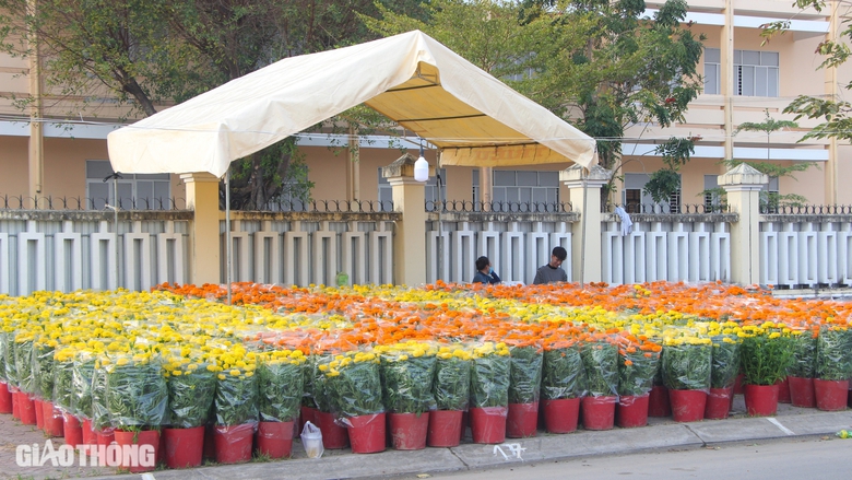 Chợ hoa kiểng Bạc Li&ecirc;u nhộn nhịp ng&agrave;y gi&aacute;p Tết- Ảnh 6.