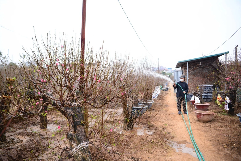 Đ&agrave;o Nhật T&acirc;n khoe sắc trong vườn chờ người mua- Ảnh 1.