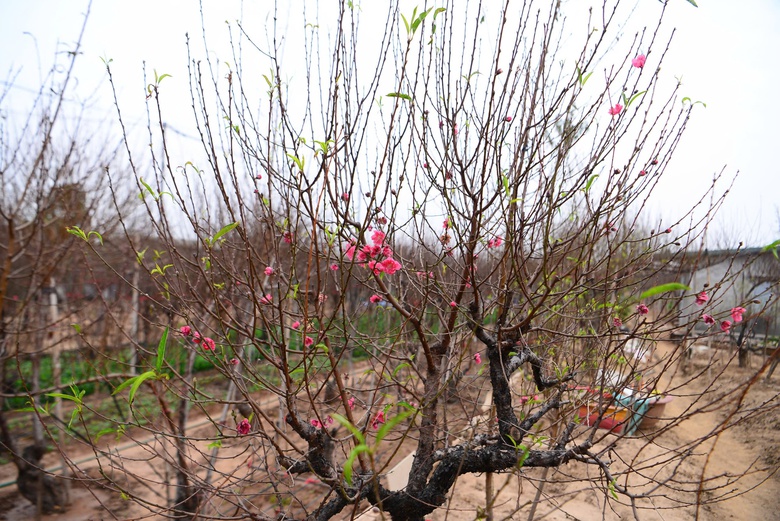 Đ&agrave;o Nhật T&acirc;n khoe sắc trong vườn chờ người mua- Ảnh 4.