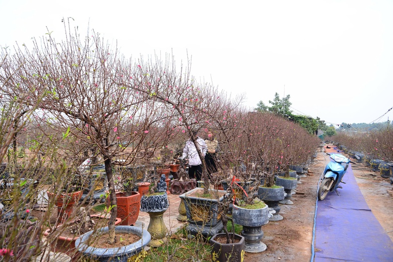 Đ&agrave;o Nhật T&acirc;n khoe sắc trong vườn chờ người mua- Ảnh 7.