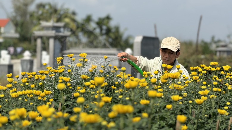 L&agrave;ng hoa c&uacute;c lớn nhất miền Trung tấp nập &ocirc; t&ocirc; "mang xu&acirc;n" ra thị th&agrave;nh- Ảnh 7.