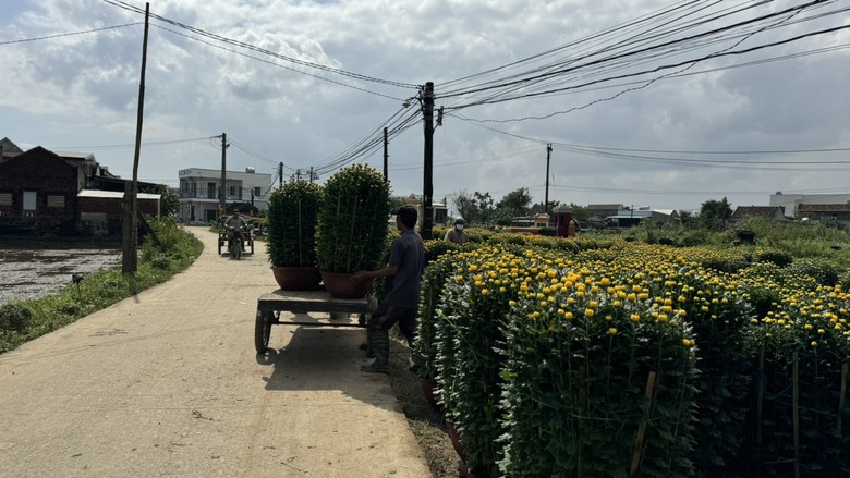 L&agrave;ng hoa c&uacute;c lớn nhất miền Trung tấp nập &ocirc; t&ocirc; "mang xu&acirc;n" ra thị th&agrave;nh- Ảnh 6.