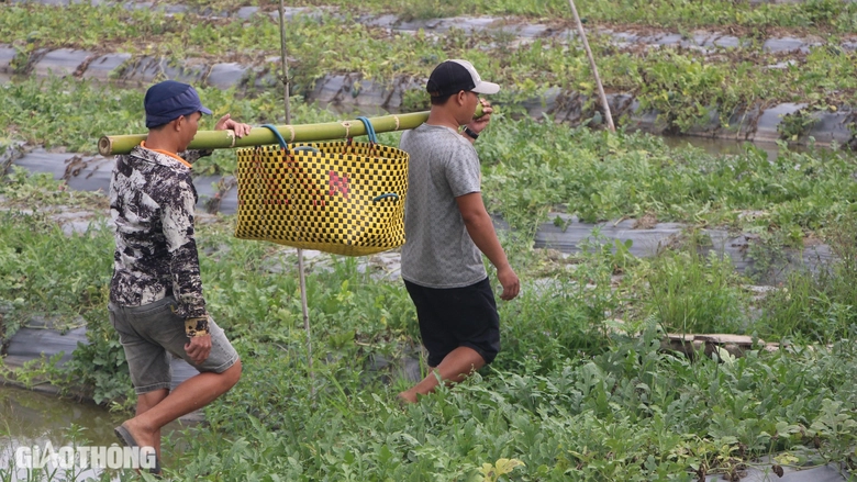 Nhộn nhịp thu hoạch dưa hấu Tết ở Bạc Li&ecirc;u- Ảnh 5.