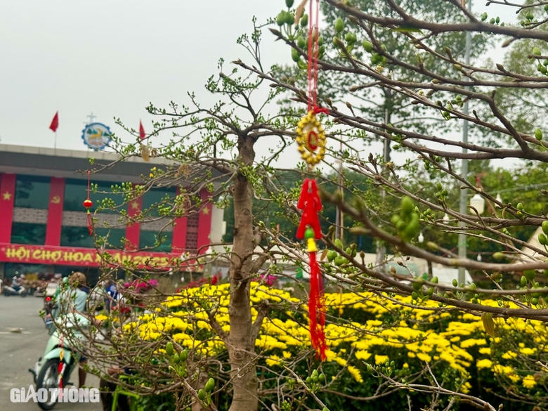 Chợ hoa Đồng Nai: Người xem đ&ocirc;ng, người mua &iacute;t- Ảnh 11.