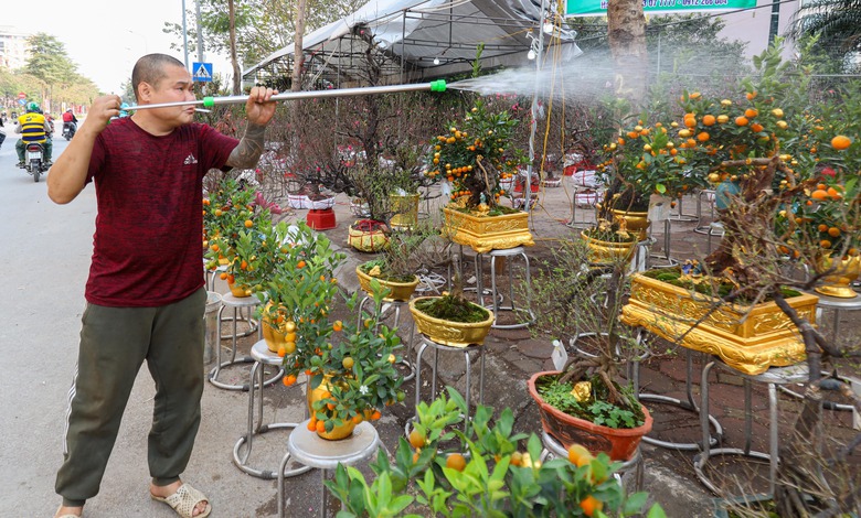 Độc lạ quất d&aacute;t v&agrave;ng gi&aacute; v&agrave;i triệu đồng ở H&agrave; Nội- Ảnh 6.