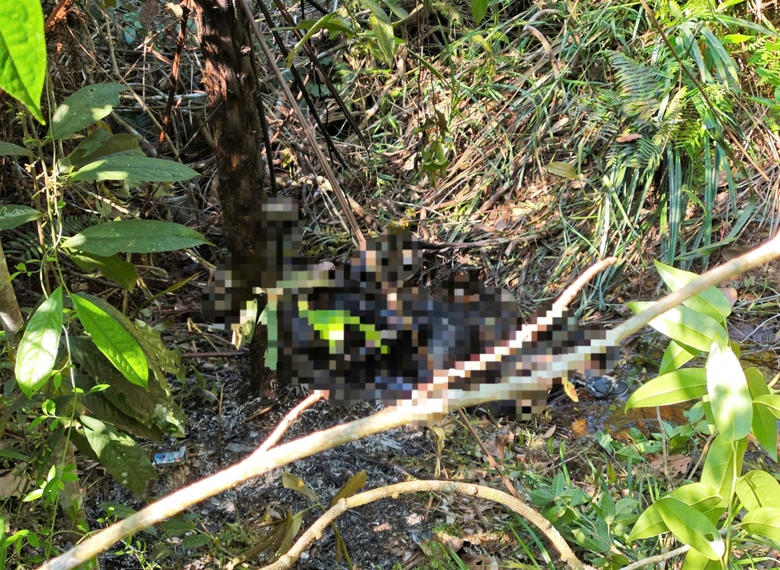 Ph&aacute;t hiện thi thể ch&aacute;y đen trong rừng, lẫn m&ugrave;i xăng- Ảnh 1.