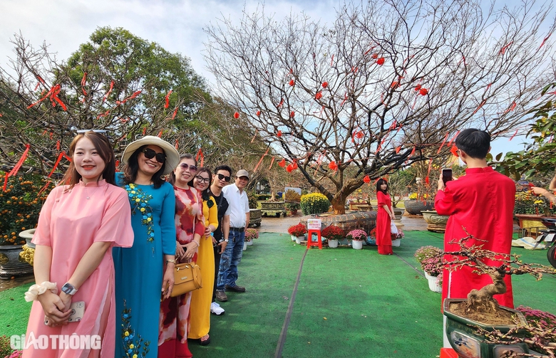 Người dân thích thú tạo dáng dưới gốc mai già được rao bán 3 tỷ- Ảnh 1. Người dân thích thú tạo dáng dưới gốc mai già được rao bán 3 tỷ- Ảnh 1.
