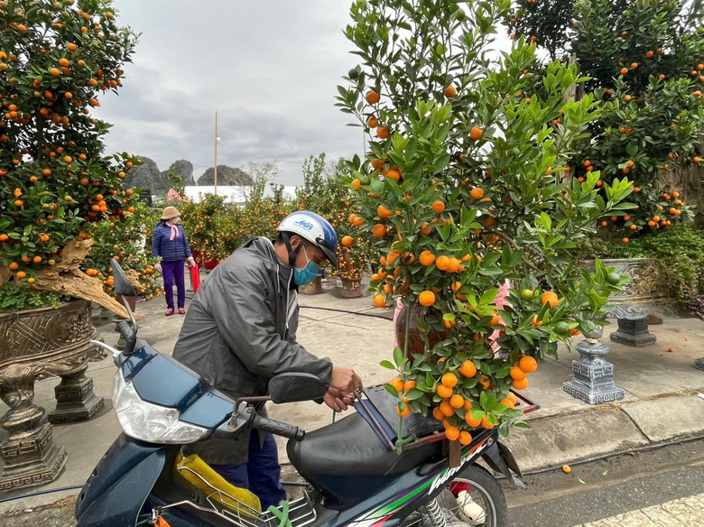 Quảng Ninh: Đ&agrave;o quất đắt h&agrave;ng, người b&aacute;n l&atilde;i cả trăm triệu đồng- Ảnh 6.