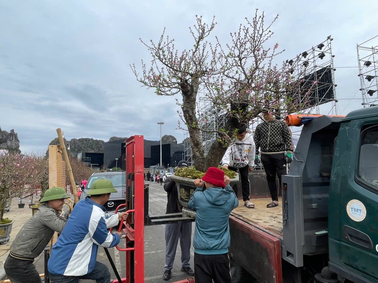 Quảng Ninh: Đ&agrave;o quất đắt h&agrave;ng, người b&aacute;n l&atilde;i cả trăm triệu đồng- Ảnh 3.