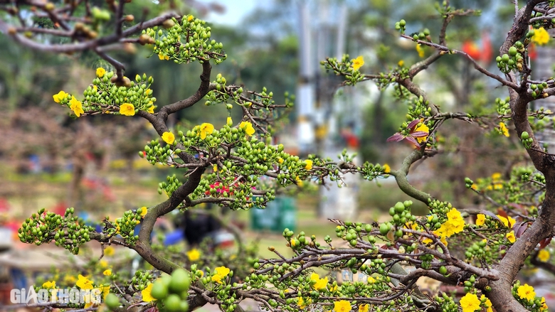 Người dân thích thú tạo dáng dưới gốc mai già được rao bán 3 tỷ- Ảnh 7. Người dân thích thú tạo dáng dưới gốc mai già được rao bán 3 tỷ- Ảnh 7.