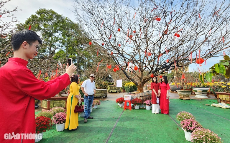 Người dân thích thú tạo dáng dưới gốc mai già được rao bán 3 tỷ- Ảnh 3. Người dân thích thú tạo dáng dưới gốc mai già được rao bán 3 tỷ- Ảnh 3.