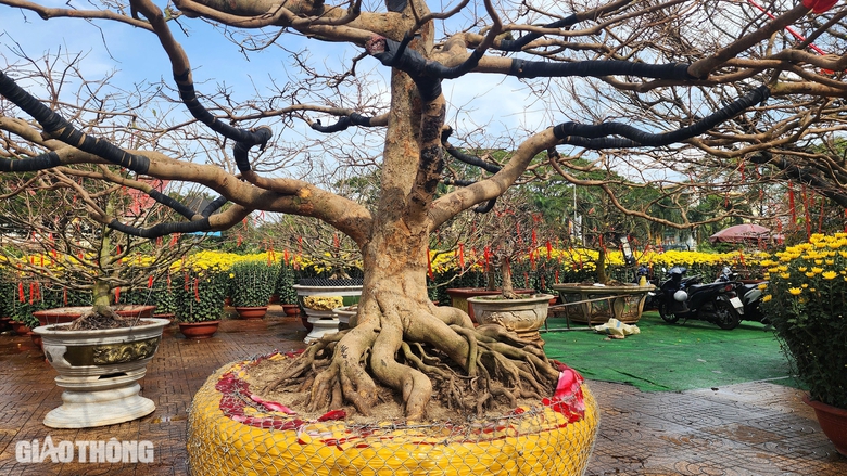 Người dân thích thú tạo dáng dưới gốc mai già được rao bán 3 tỷ- Ảnh 5. Người dân thích thú tạo dáng dưới gốc mai già được rao bán 3 tỷ- Ảnh 5.