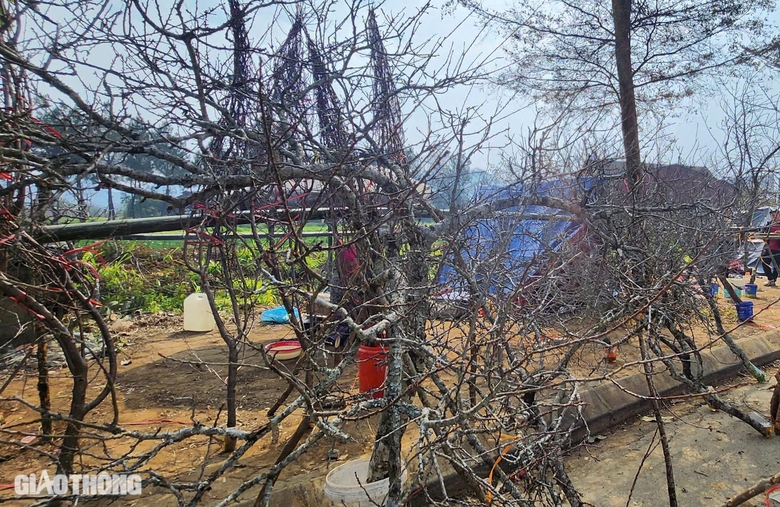 Đ&agrave;o v&ugrave;ng cao Sơn La tấp nập xuống phố- Ảnh 1.