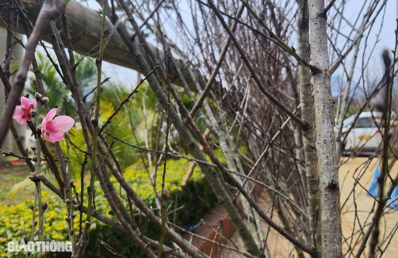 Đ&agrave;o v&ugrave;ng cao Sơn La tấp nập xuống phố- Ảnh 14.