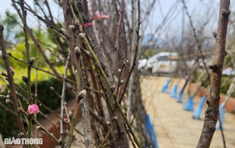 Đ&agrave;o v&ugrave;ng cao Sơn La tấp nập xuống phố- Ảnh 5.