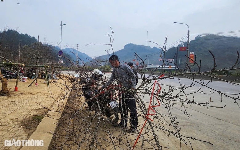 Đ&agrave;o v&ugrave;ng cao Sơn La tấp nập xuống phố- Ảnh 7.