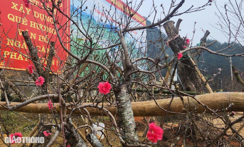 Đ&agrave;o v&ugrave;ng cao Sơn La tấp nập xuống phố- Ảnh 10.