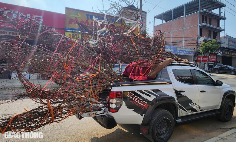 Đ&agrave;o v&ugrave;ng cao Sơn La tấp nập xuống phố- Ảnh 13.