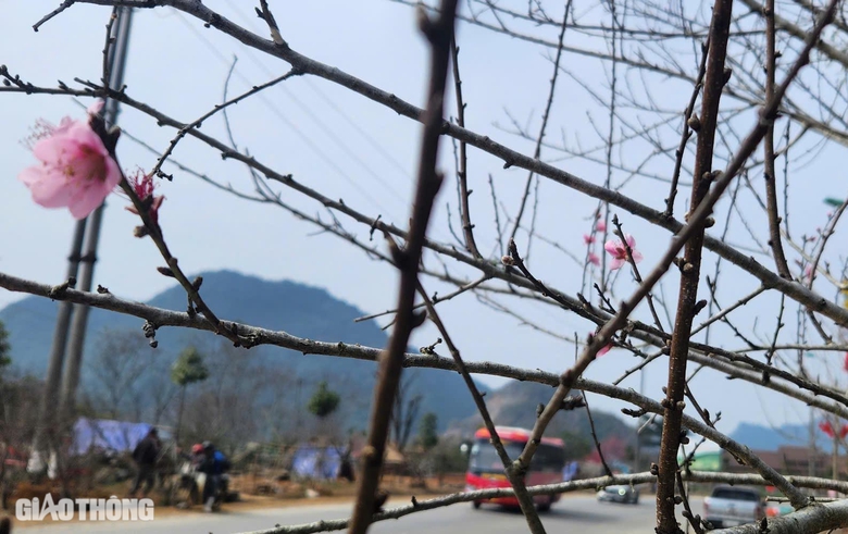 Đ&agrave;o v&ugrave;ng cao Sơn La tấp nập xuống phố- Ảnh 8.