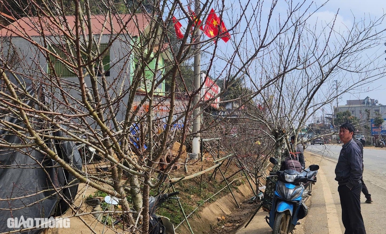 Đ&agrave;o v&ugrave;ng cao Sơn La tấp nập xuống phố- Ảnh 2.