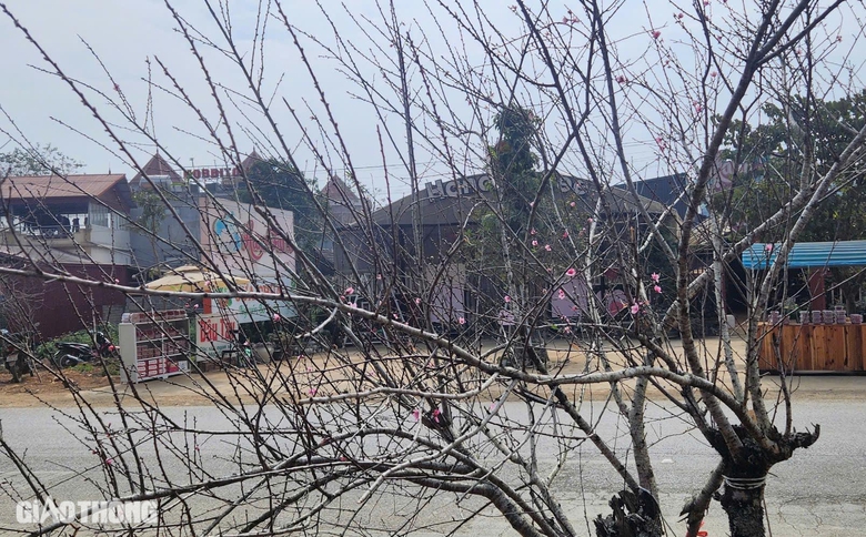 Đ&agrave;o v&ugrave;ng cao Sơn La tấp nập xuống phố- Ảnh 9.