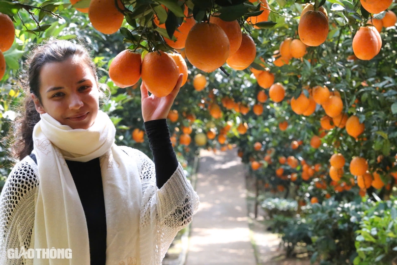 Du kh&aacute;ch th&iacute;ch th&uacute; "săn" ảnh với hoa cải trắng, vườn cam v&agrave;ng ở Mộc Ch&acirc;u- Ảnh 10.