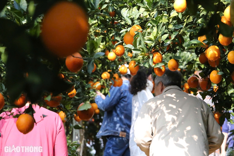 Du kh&aacute;ch th&iacute;ch th&uacute; "săn" ảnh với hoa cải trắng, vườn cam v&agrave;ng ở Mộc Ch&acirc;u- Ảnh 11.