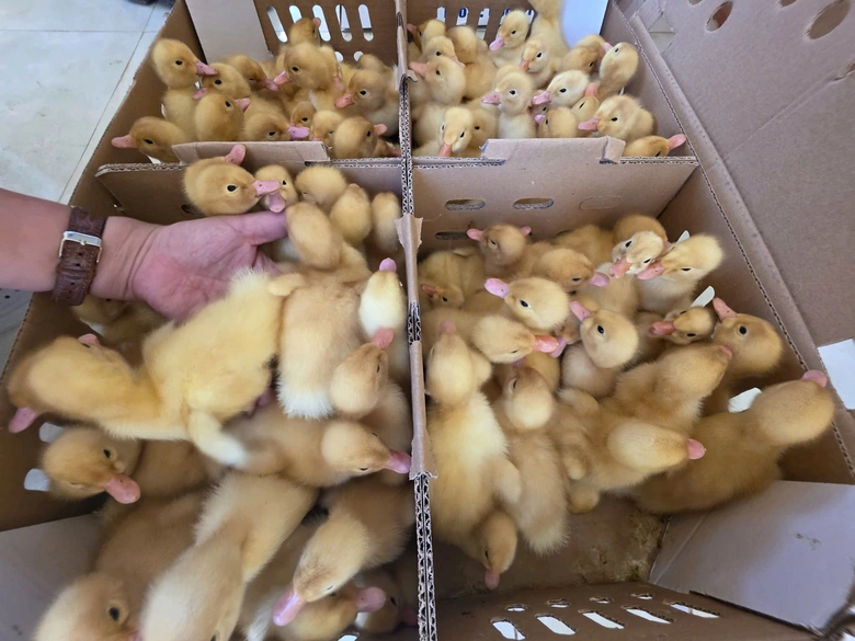 L&agrave;o Cai: Sau lũ ống, nhiều bản vực dậy từ b&ugrave;n đất- Ảnh 8.