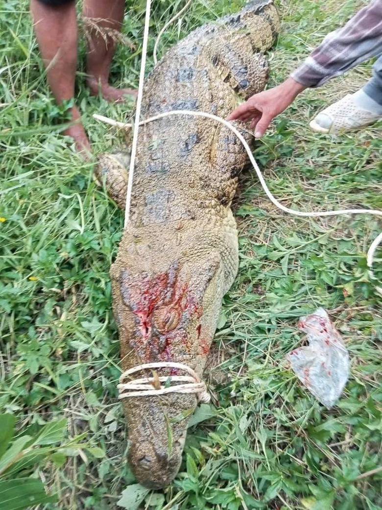 Kh&aacute;nh H&ograve;a: Bắt con c&aacute; sấu d&agrave;i 2,6m, nghi tấn c&ocirc;ng nam thanh ni&ecirc;n c&acirc;u c&aacute; tr&ecirc;n s&ocirc;ng- Ảnh 1.