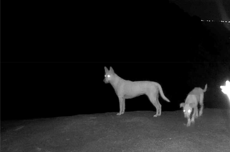 Thực hư &ldquo;khỉ trắng&rdquo; ở đảo H&ograve;n Sơn: Kiểm l&acirc;m An Giang x&aacute;c nhận l&agrave; ch&oacute; l&ocirc;ng trắng- Ảnh 1.