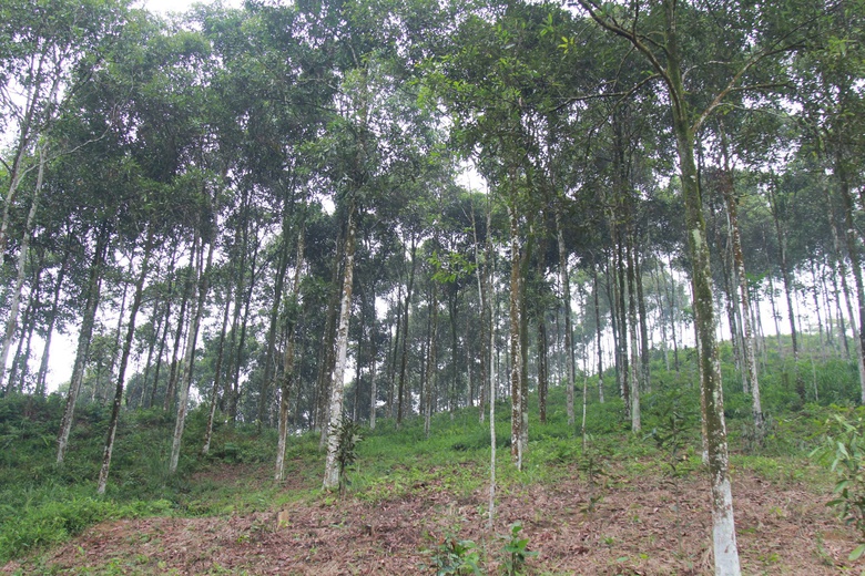 Lào Cai: Xây dựng xã Mậu A trở thành trung tâm kết nối vùng- Ảnh 4. Lào Cai: Xây dựng xã Mậu A trở thành trung tâm kết nối vùng- Ảnh 4.