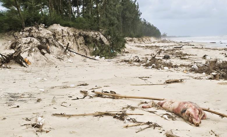 Quảng Trị: Tàu thuyền vào nơi trú tránh bão, người dân vẫn tranh thủ mót “lộc” ven bờ- Ảnh 11. Quảng Trị: Tàu thuyền vào nơi trú tránh bão, người dân vẫn tranh thủ mót “lộc” ven bờ- Ảnh 11.