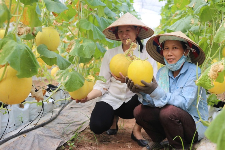 H&agrave; Nội tăng cường kiểm so&aacute;t chất lượng, minh bạch nguồn gốc n&ocirc;ng sản- Ảnh 1.