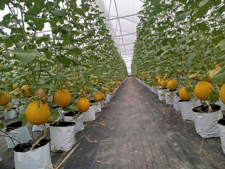 H&agrave; Nội: Y&ecirc;n L&atilde;ng đẩy mạnh đầu tư hạ tầng, ph&aacute;t triển n&ocirc;ng nghiệp sinh th&aacute;i bền vững- Ảnh 3.