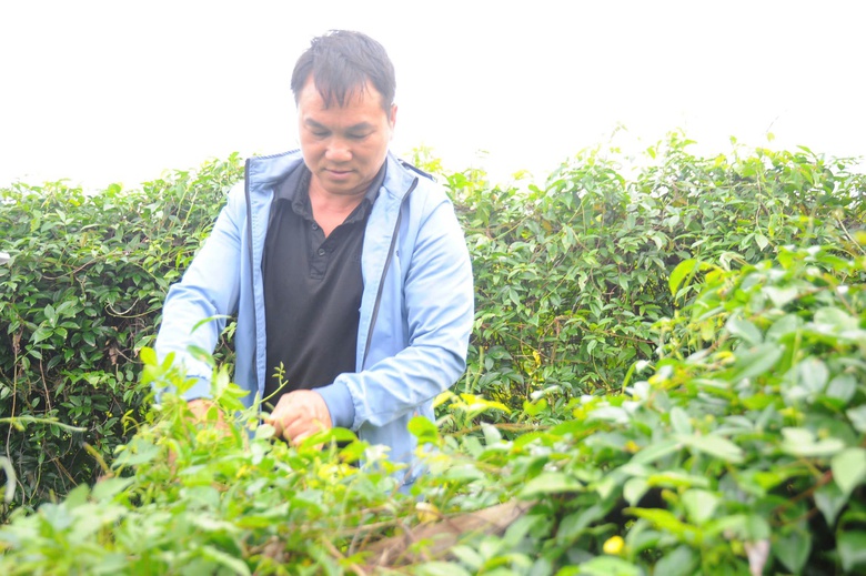 Bắc Ninh: S&acirc;m n&uacute;i D&agrave;nh hồi sinh v&ugrave;ng đất ngh&egrave;o Ph&uacute;c H&ograve;a- Ảnh 2.