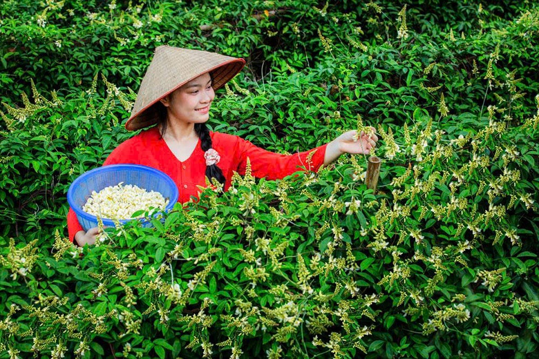 Bắc Ninh: S&acirc;m n&uacute;i D&agrave;nh hồi sinh v&ugrave;ng đất ngh&egrave;o Ph&uacute;c H&ograve;a- Ảnh 3.