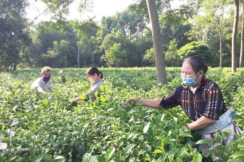 Quyết "hồi sinh" đồng ruộng, n&ocirc;ng d&acirc;n H&agrave; Nội biến kh&oacute; khăn th&agrave;nh cơ hội- Ảnh 2.