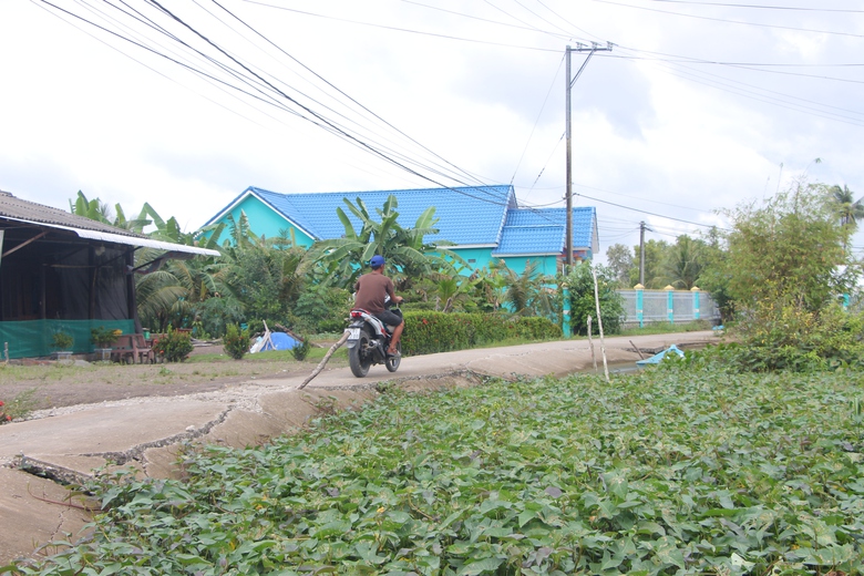 Hạn chế sụt lún đất, hư hỏng đường giao thông do biến đổi khí hậu ở Cà Mau- Ảnh 4. Hạn chế sụt lún đất, hư hỏng đường giao thông do biến đổi khí hậu ở Cà Mau- Ảnh 4.