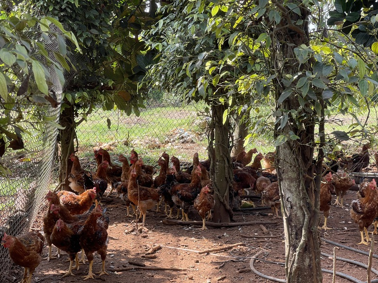 N&ocirc;ng nghiệp xanh, du lịch sinh th&aacute;i bền vững với trải nghiệm kh&aacute;c biệt ở B&agrave; Rịa - Vũng T&agrave;u- Ảnh 2.