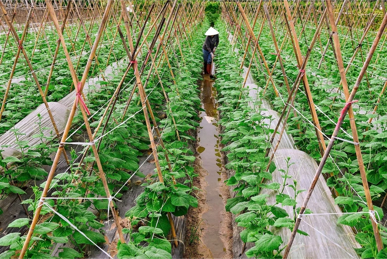 Từ b&atilde;i bồi hoang h&oacute;a đến &ldquo;v&agrave;nh đai xanh&rdquo; ven s&ocirc;ng: H&agrave;nh tr&igrave;nh đổi thay ở Ph&uacute;c Thịnh- Ảnh 1.