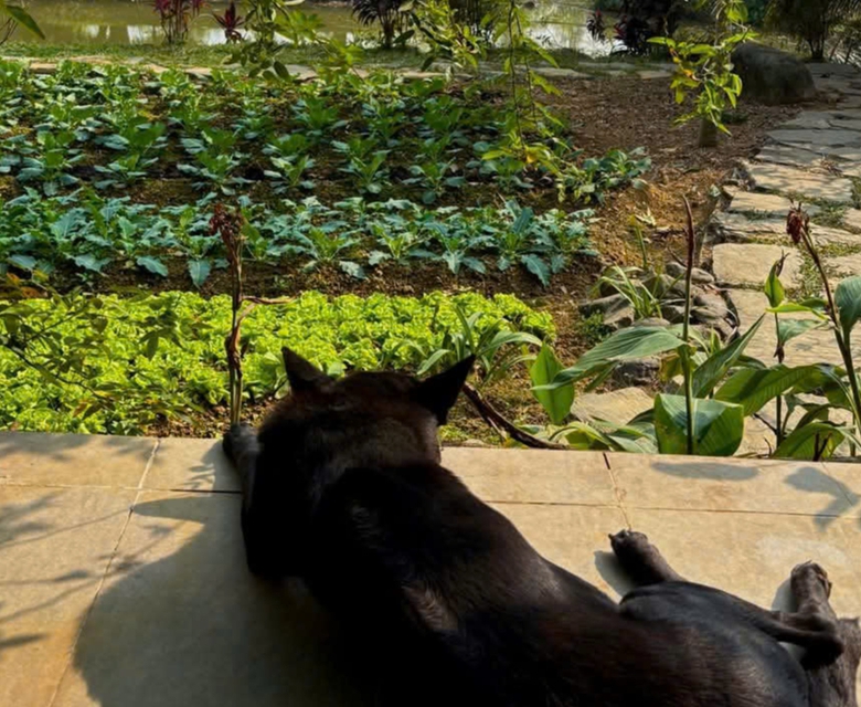 Từ đồi ch&egrave; đến Bản X&ocirc;i, Y&ecirc;n B&agrave;i hồi sinh trong h&agrave;nh tr&igrave;nh n&ocirc;ng th&ocirc;n mới- Ảnh 5.