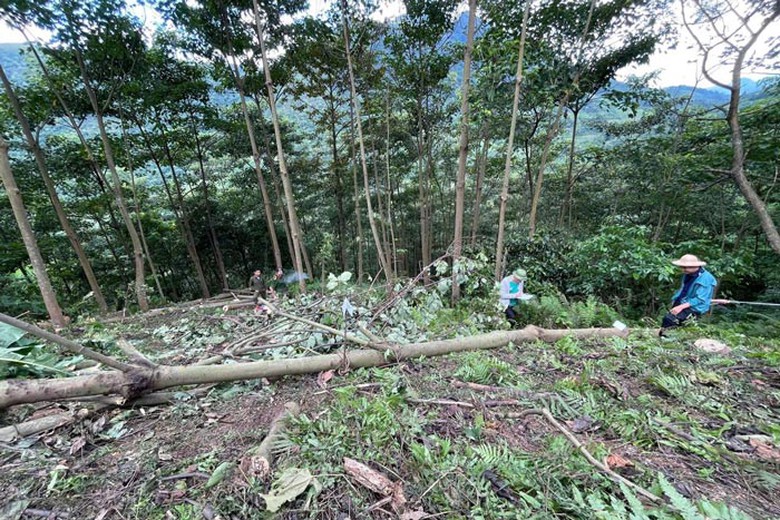 Khởi tố vụ &aacute;n &ldquo;v&ocirc; &yacute; l&agrave;m chết người&rdquo; do chặt c&acirc;y ở L&agrave;o Cai- Ảnh 1.