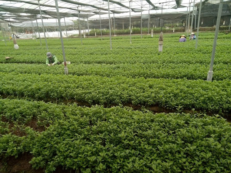 Đ&ocirc;ng Anh - nơi giấc mơ đ&ocirc; thị "nảy mầm" từ đồng ruộng- Ảnh 1.
