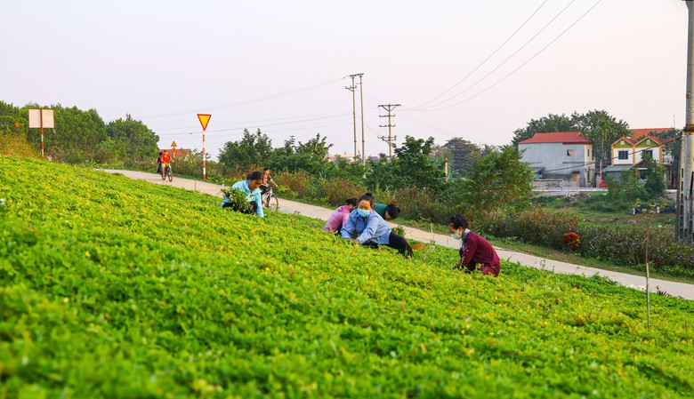Hiệu quả cuộc vận động To&agrave;n d&acirc;n đo&agrave;n kết x&acirc;y dựng n&ocirc;ng th&ocirc;n mới, đ&ocirc; thị văn minh ở Ph&uacute; Thọ- Ảnh 3.