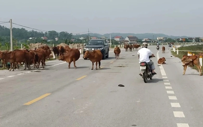 H&agrave; Tĩnh: Tr&acirc;u b&ograve; thả r&ocirc;ng tr&ecirc;n đường g&acirc;y tai nạn, chủ tr&acirc;u c&oacute; v&ocirc; can?- Ảnh 3.