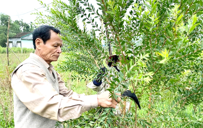 Nghề chưng cất tinh dầu tr&agrave;m tại Huế đ&atilde; c&oacute; lịch sử h&agrave;ng trăm năm với diện t&iacute;ch trồng tr&agrave;m l&ecirc;n đến h&agrave;ng trăm hecta.