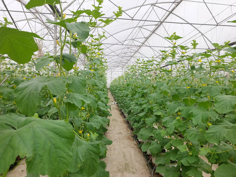 Tr&aacute;i ngọt b&ecirc;n d&ograve;ng s&ocirc;ng Cầu: C&acirc;u chuyện l&agrave;m gi&agrave;u từ n&ocirc;ng nghiệp th&ocirc;ng minh ở Xu&acirc;n Cẩm- Ảnh 4.